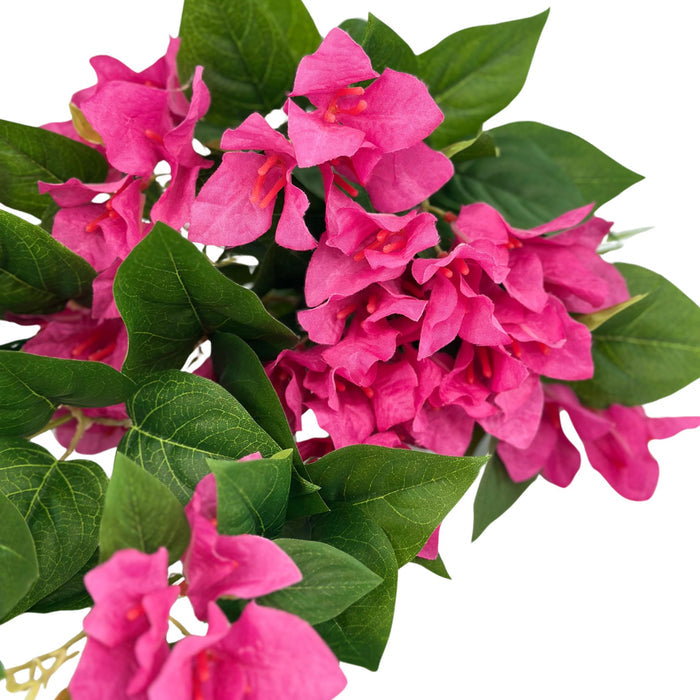 Hanging Bougainvillea Bush x12 Branches. Close up view of bougainvillea hanging plant. Fushia colour. Available from Plant Couture.