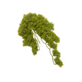 Hanging Moss Bush - 38cm