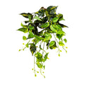 Hanging Pothos 55cm Y/G 80 Lvs
