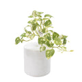 Hanging Pothos Bush - 30cm