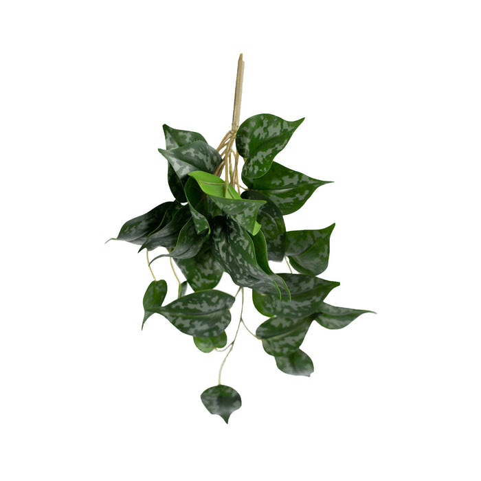 Hanging Scindapsus Spotted - 40cm