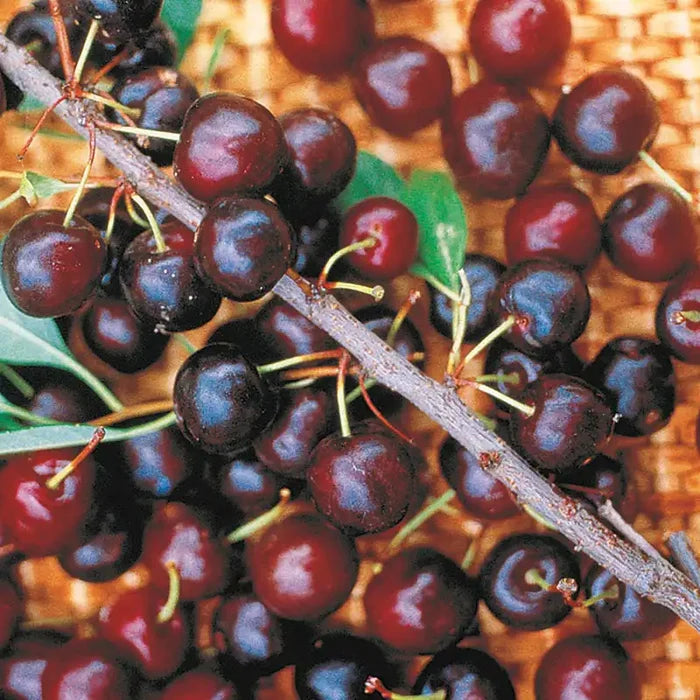 Hansen's Cherry Bush