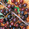 Hansen's Cherry Bush