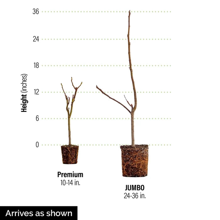 Hardy Chicago Fig Tree