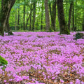Hardy Cyclamen Bulb