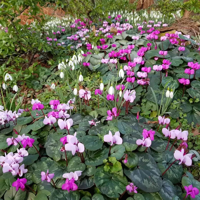 Hardy Cyclamen Bulb