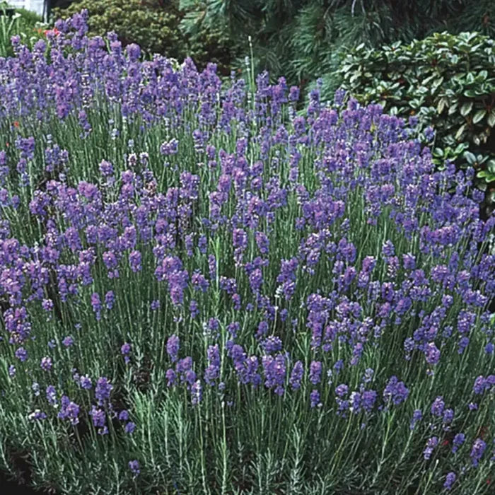 Hardy Lavender Plant