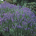 Hardy Lavender Plant