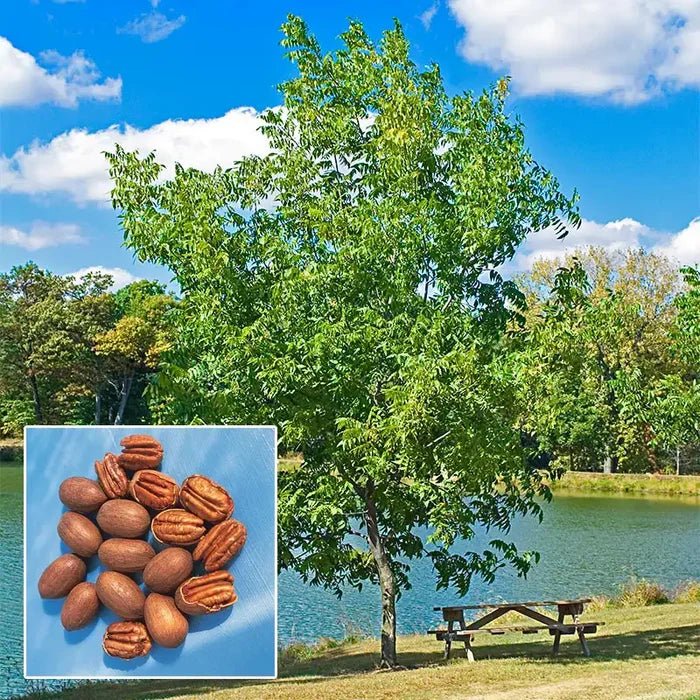 Hardy Pecan Tree