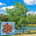 Hardy Pecan Tree