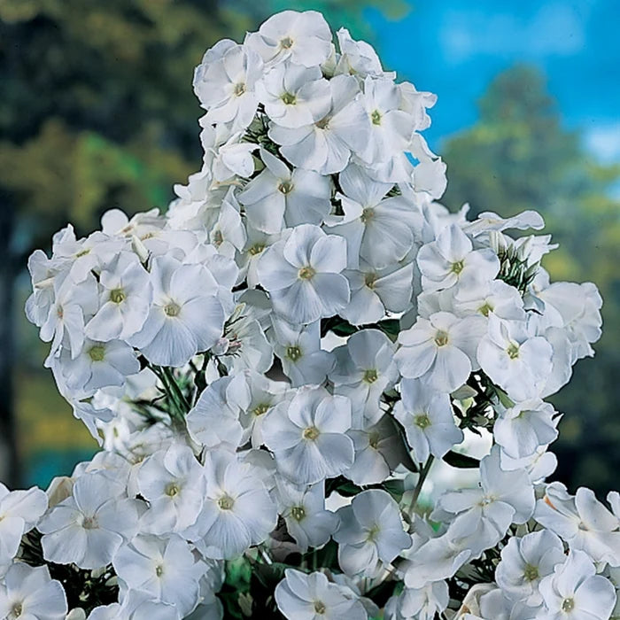 Hardy Tall Phlox David
