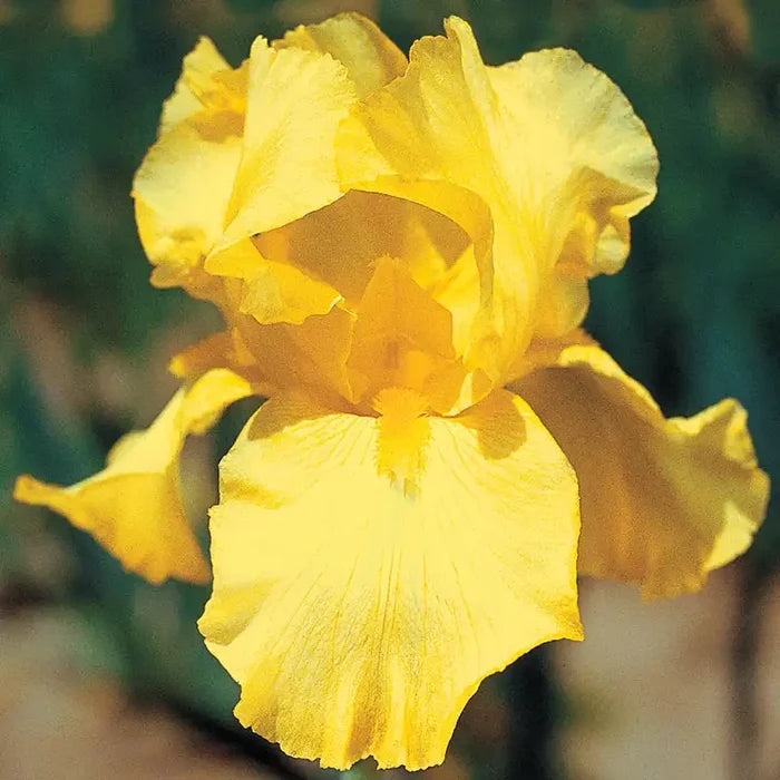 Harvest of Memories Reblooming Bearded Iris