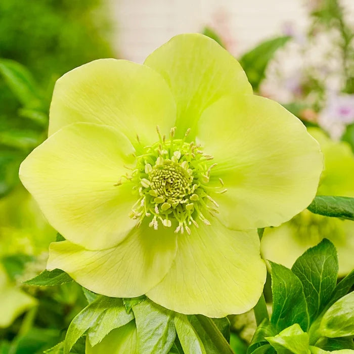 Hellebore Searchlight