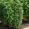 Herb Everleaf Thai Basil