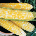 Honey & Cream Hybrid Sweet Corn Seed (su)