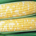 Honey 'n Pearl Hybrid Sweet Corn Seed (sh2)