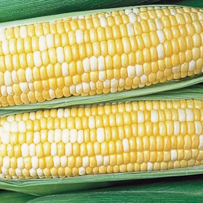 Honey 'n Pearl Hybrid Sweet Corn Seed (sh2)
