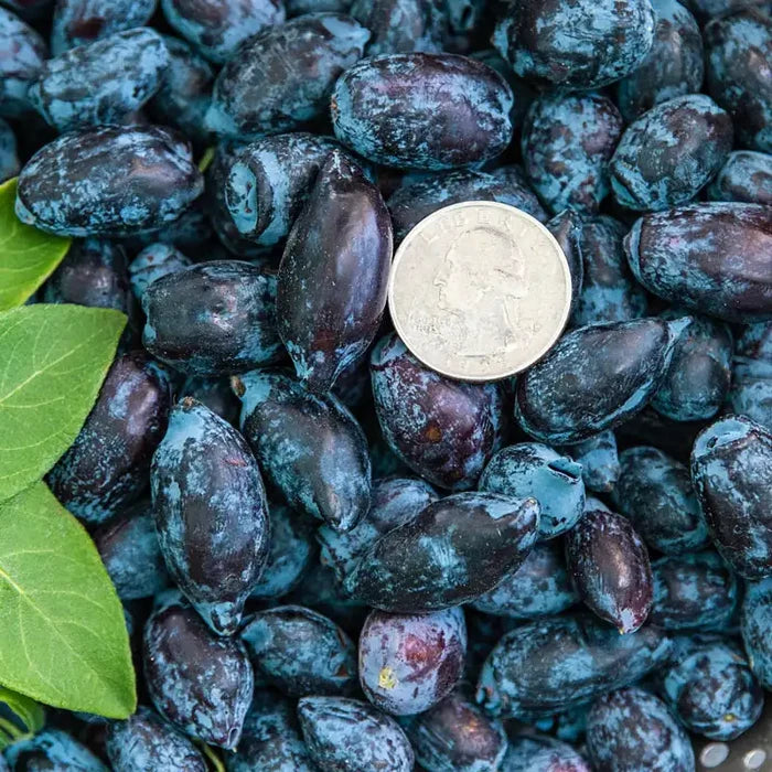 Honeyberry Maxine's Opus