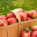 Honeycrisp Apple Tree