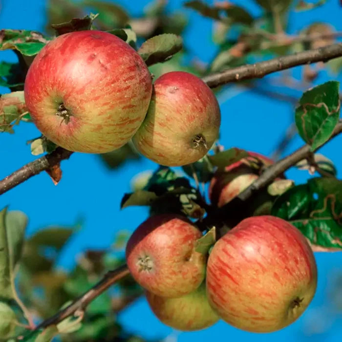 Fruit Trees