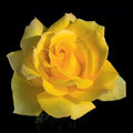 Hotel California™ Hybrid Tea Rose