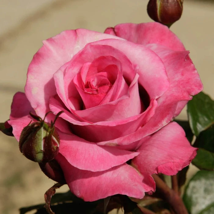 Hybrid Tea ‘Barbra Streisand’ Rose