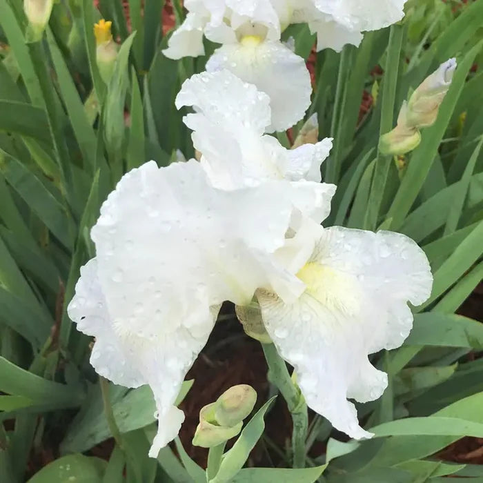 Immortality Reblooming Iris