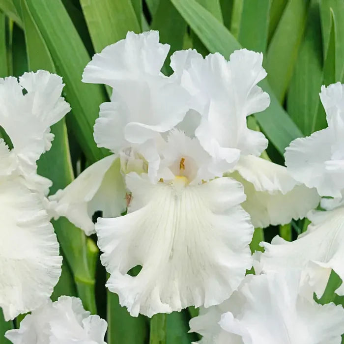 Immortality Reblooming Iris