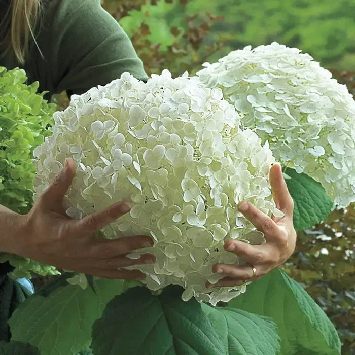 Incrediball® Hydrangea Plant
