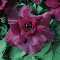 Intrigue Floribunda Rose