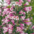 Java Red Weigela Bundle