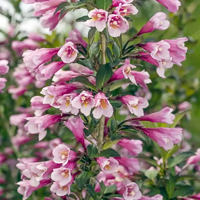 Java Red Weigela