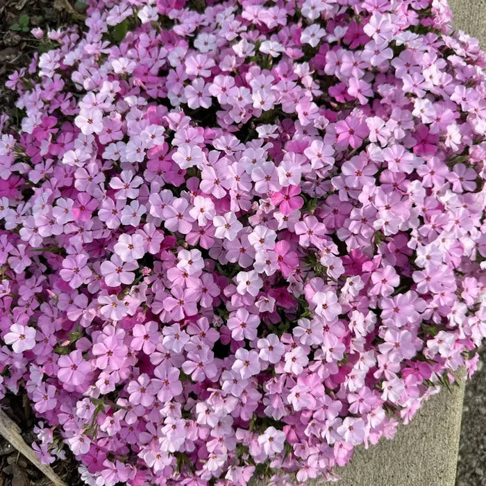 Jeana Tall Phlox