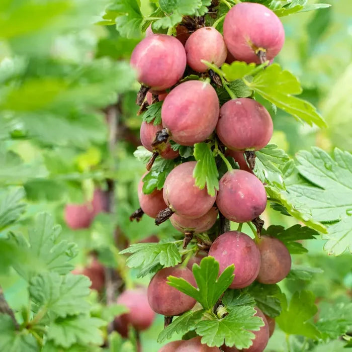Jeanne Gooseberry