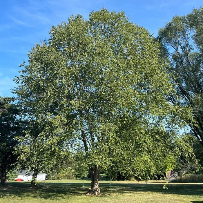 Jefferson Elm Tree
