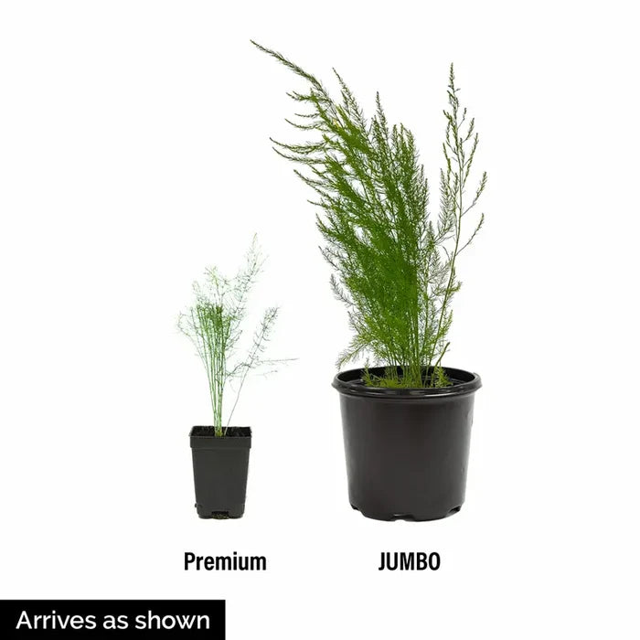 Jersey Knight Hybrid Asparagus Plant