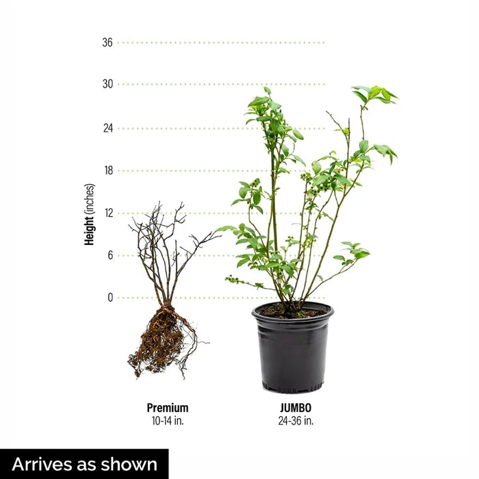 Jersey Northern Highbush Blueberry Plant