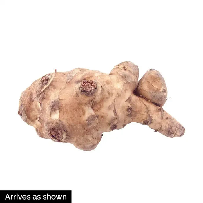 Jerusalem Artichoke Roots