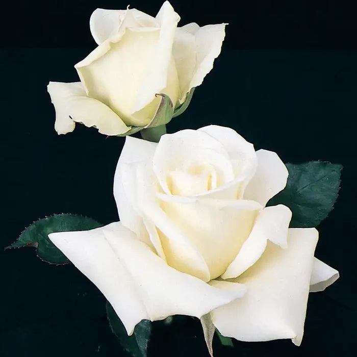 John F. Kennedy Hybrid Tea Rose