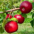 Jonathan Red Apple