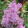 Josee Lilac Bundle