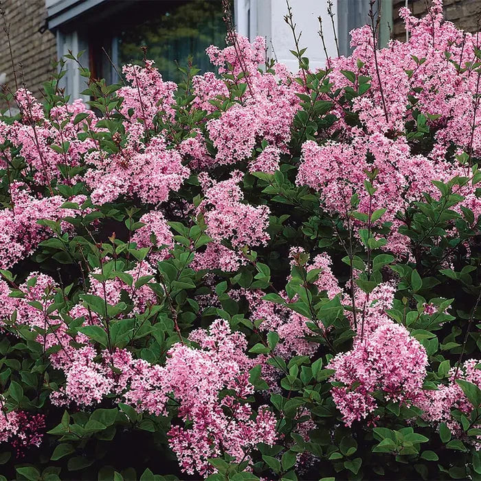 Josee Lilac Bundle