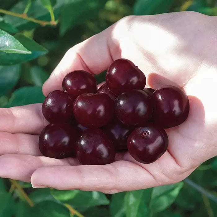 Juliet™ Cherry Bush
