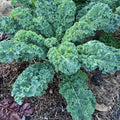 Kale Arun
