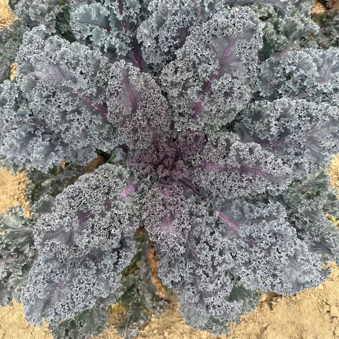 Kale Rubybor