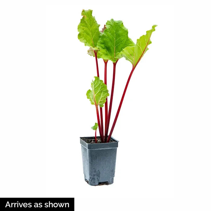 KangaRhu™ Rhubarb