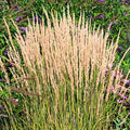 Karl Foerster Grass