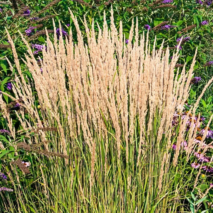 Karl Foerster Grass