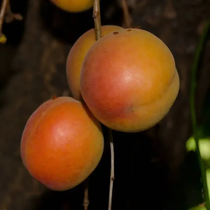 Katy Apricot Tree
