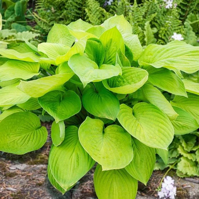 Ki-Renjyaku Double Flowering Hosta